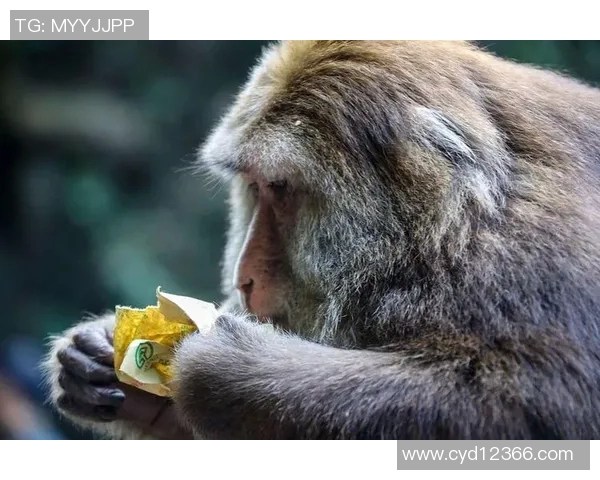 属猴足球明星盘点 谁是场上最灵活的灵猴天才